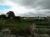  potager
